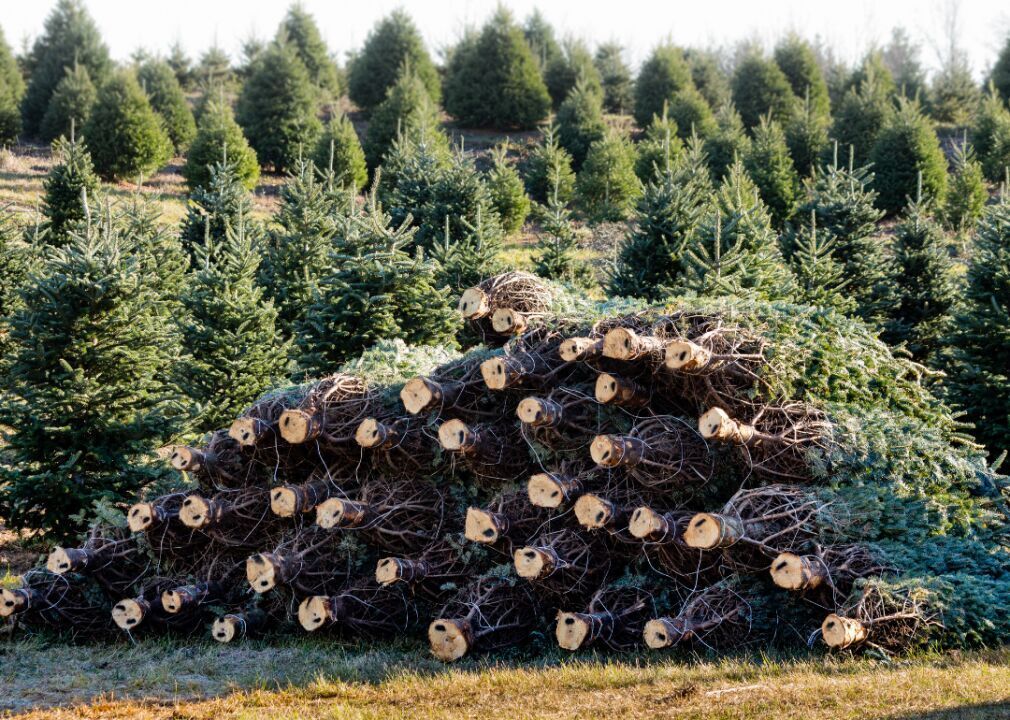 #3. Cut Christmas trees